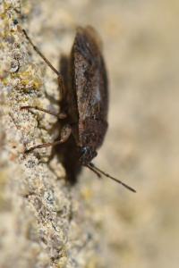 <i>Emblethis denticollis</i>