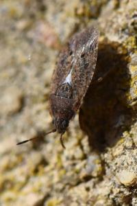 <i>Emblethis denticollis</i>