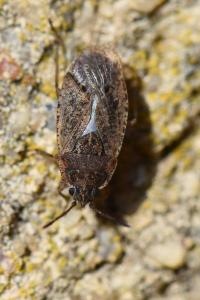 <i>Emblethis denticollis</i>