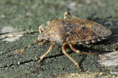 <i>Rhaphigaster nebulosa</i>