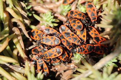 <i>Pyrrhocoris apterus</i>