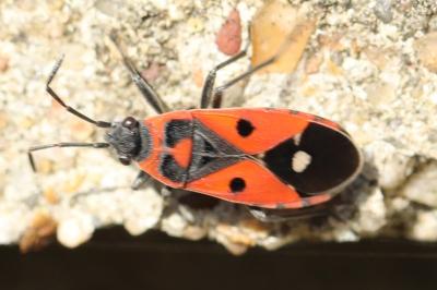 <i>Melanocoryphus albomaculatus</i>