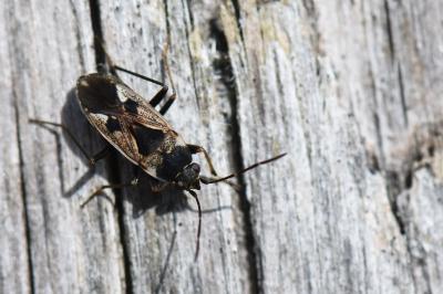 <i>Rhyparochromus vulgaris</i>