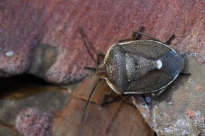 <i>Chlorochroa pinicola</i>