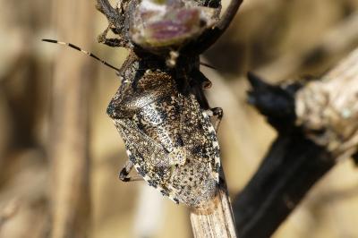<i>Rhaphigaster nebulosa</i>