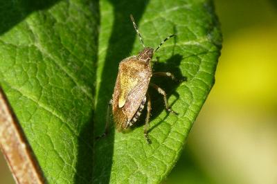<i>Dolycoris baccarum</i>