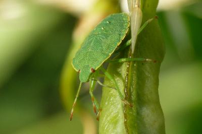 <i>Palomena prasina</i>