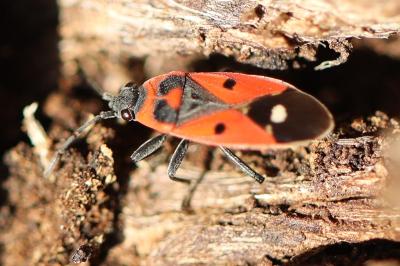<i>Melanocoryphus albomaculatus</i>