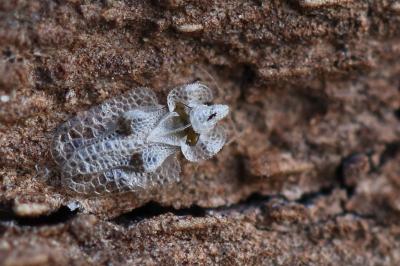 <i>Corythucha ciliata</i>