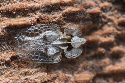 <i>Corythucha ciliata</i>