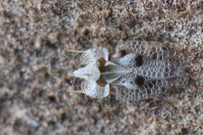 <i>Corythucha ciliata</i>