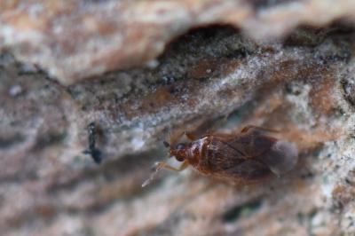 <i>Cardiastethus fasciiventris</i>