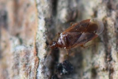 <i>Cardiastethus fasciiventris</i>