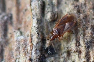 <i>Cardiastethus fasciiventris</i>