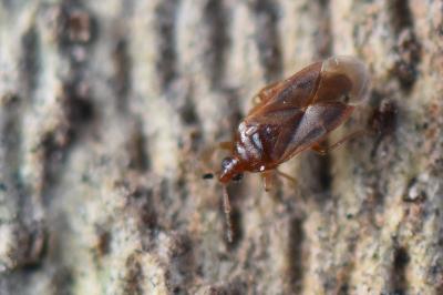 <i>Cardiastethus fasciiventris</i>