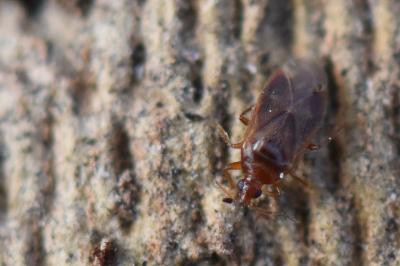 <i>Cardiastethus fasciiventris</i>
