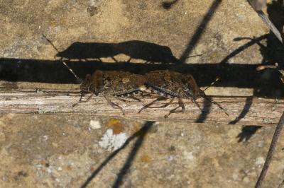 <i>Rhaphigaster nebulosa</i>