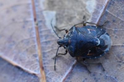 <i>Holcogaster fibulata</i>