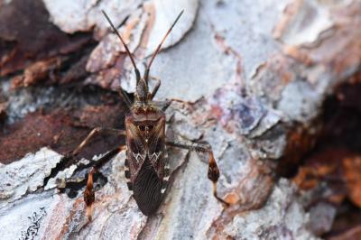 <i>Leptoglossus occidentalis</i>