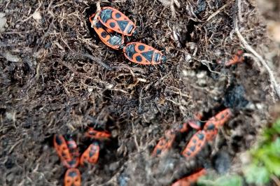<i>Pyrrhocoris apterus</i>