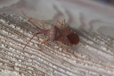 <i>Gonocerus acuteangulatus</i>