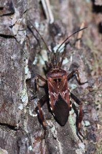 <i>Leptoglossus occidentalis</i>