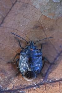 <i>Holcogaster fibulata</i>
