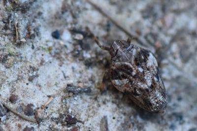 <i>Issus coleoptratus</i>