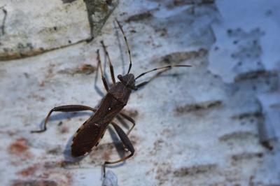 <i>Camptopus lateralis</i>