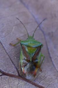 <i>Elasmostethus interstinctus</i>