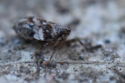<i>Issus coleoptratus</i>