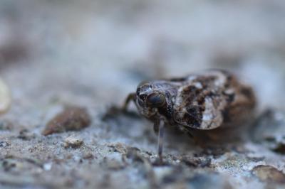<i>Issus coleoptratus</i>
