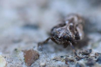 <i>Issus coleoptratus</i>