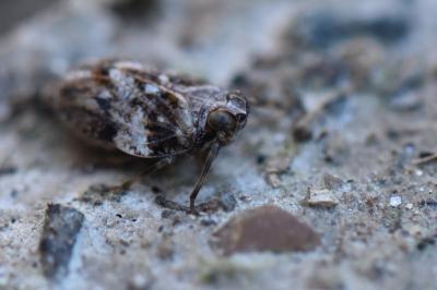 <i>Issus coleoptratus</i>