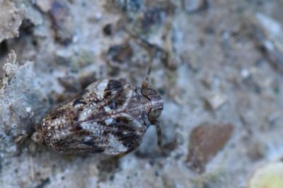 <i>Issus coleoptratus</i>