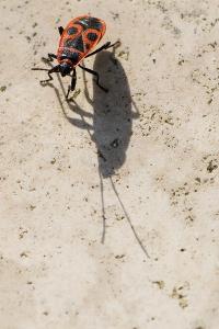 <i>Pyrrhocoris apterus</i>