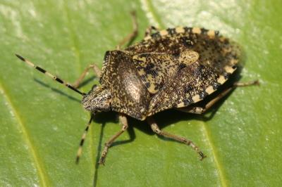 <i>Rhaphigaster nebulosa</i>