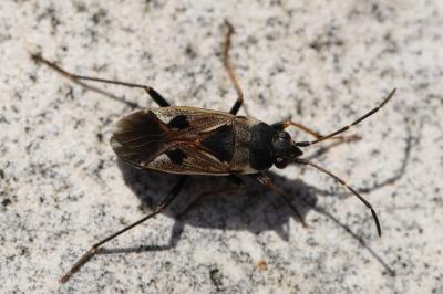 <i>Rhyparochromus vulgaris</i>