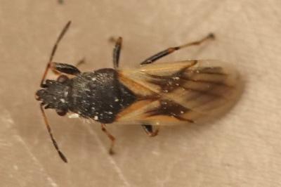 <i>Metopoplax ditomoides</i>