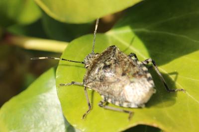 <i>Rhaphigaster nebulosa</i>