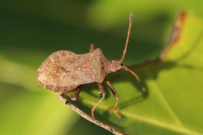 <i>Coreus marginatus</i>