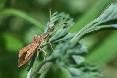 <i>Syromastus rhombeus</i>