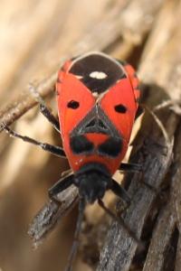 <i>Melanocoryphus albomaculatus</i>