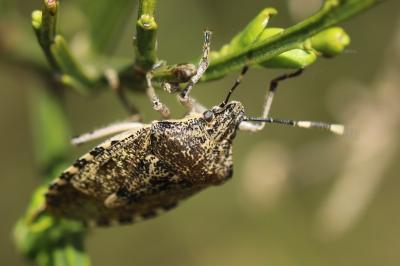 <i>Rhaphigaster nebulosa</i>