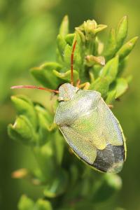 Piezodorus lituratus