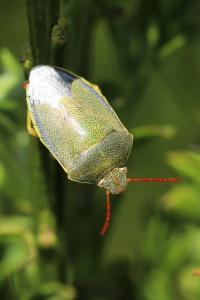 <i>Piezodorus lituratus</i>