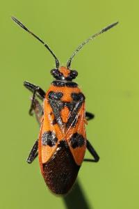 <i>Corizus hyoscyami</i>