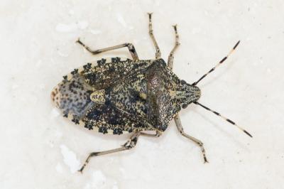 <i>Rhaphigaster nebulosa</i>