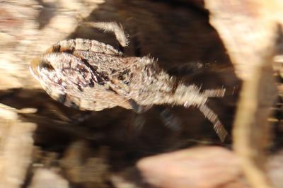 <i>Coranus griseus</i>
