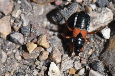 <i>Prostemma guttula</i>